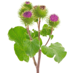 Raw burdock