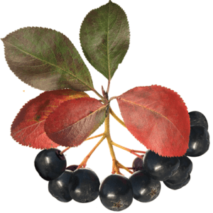 Raw chokecherry