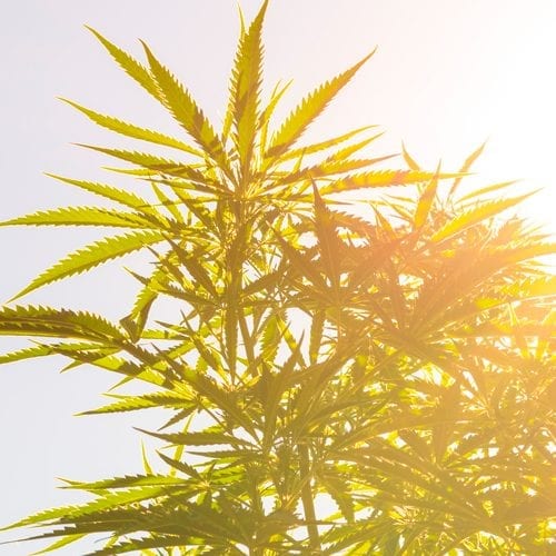 Raw hemp