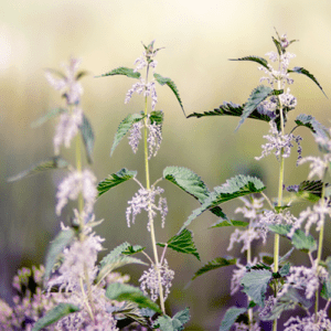 Raw nettles