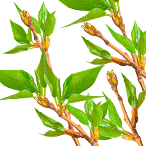 Raw poplar buds